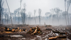 Some of the world's largest banks have been linked to industries that are causing mass deforestation and biodiversity loss